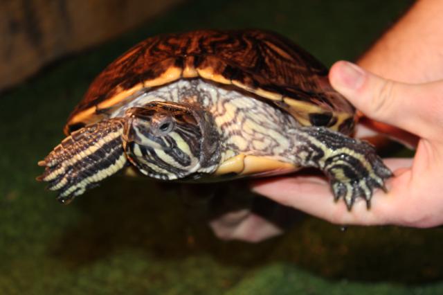 Arrowhead Reptile Rescue